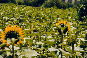 Campo di girasoli